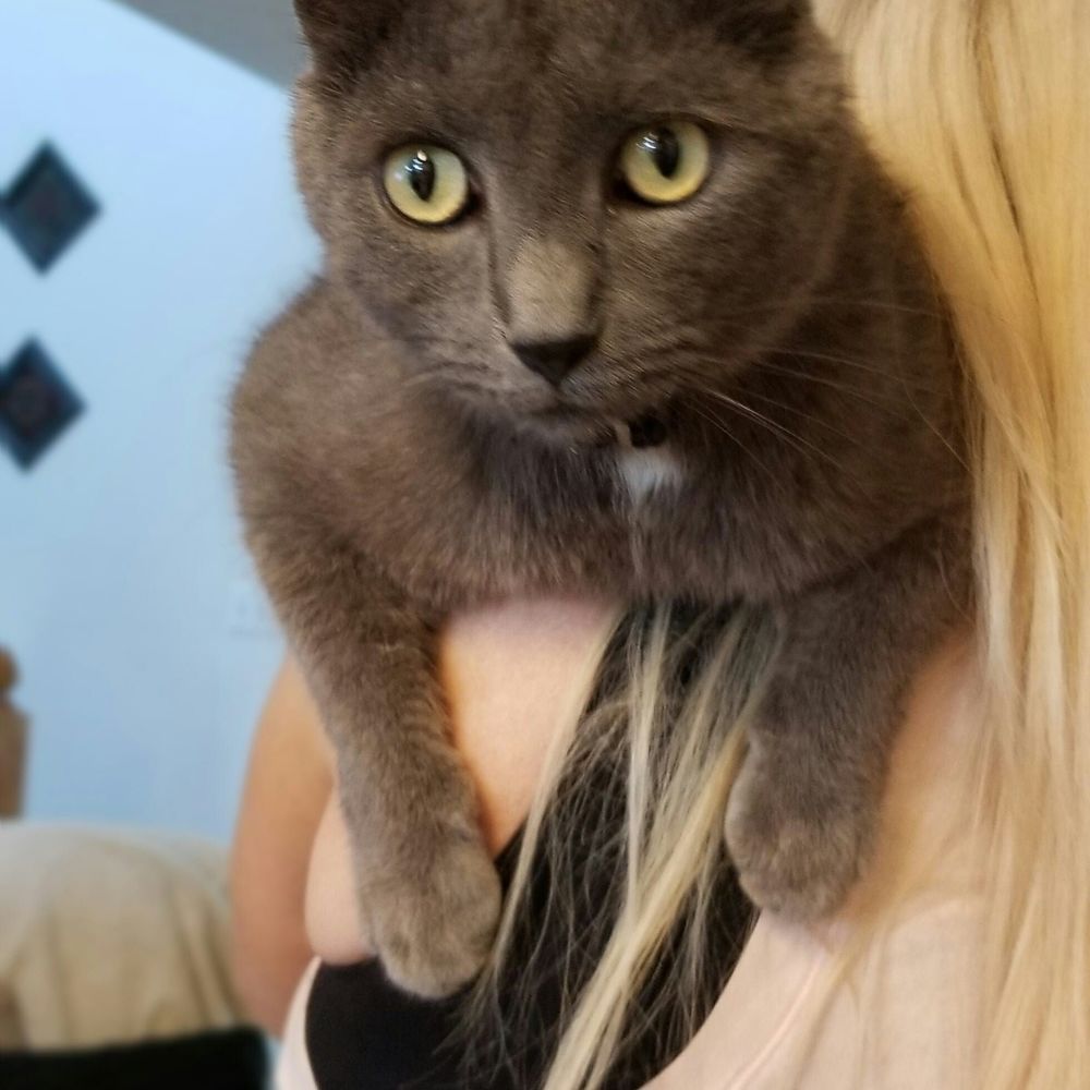 Meet your Posher, Tom kat